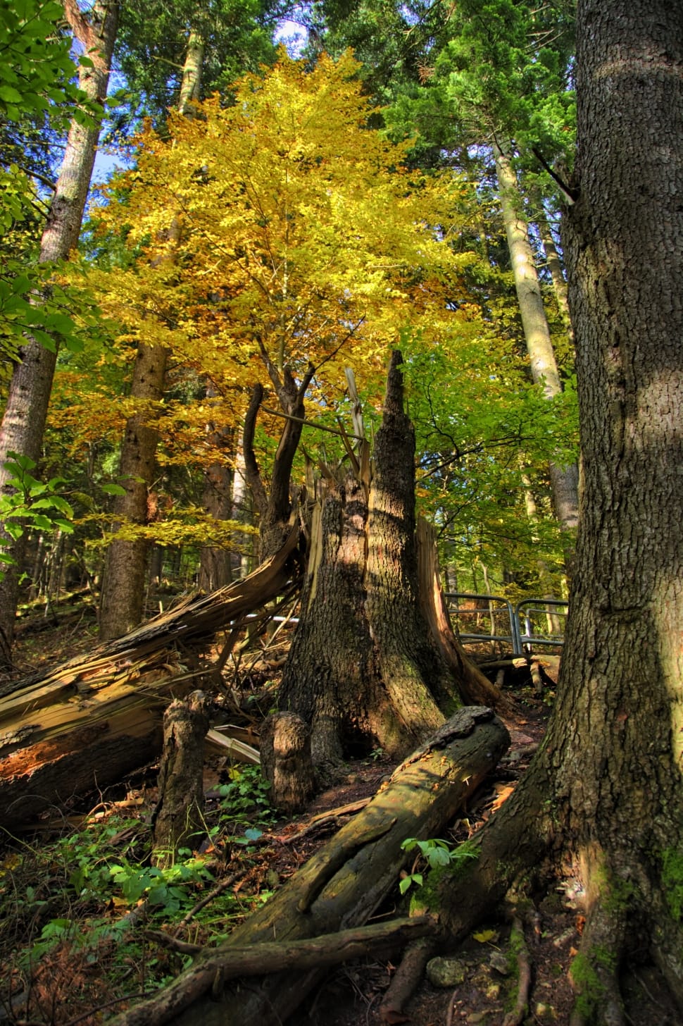 green leaf tree preview