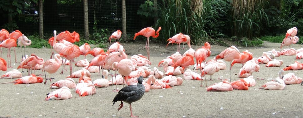 flock of flamingo preview