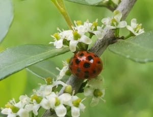 spotted red ladybug thumbnail