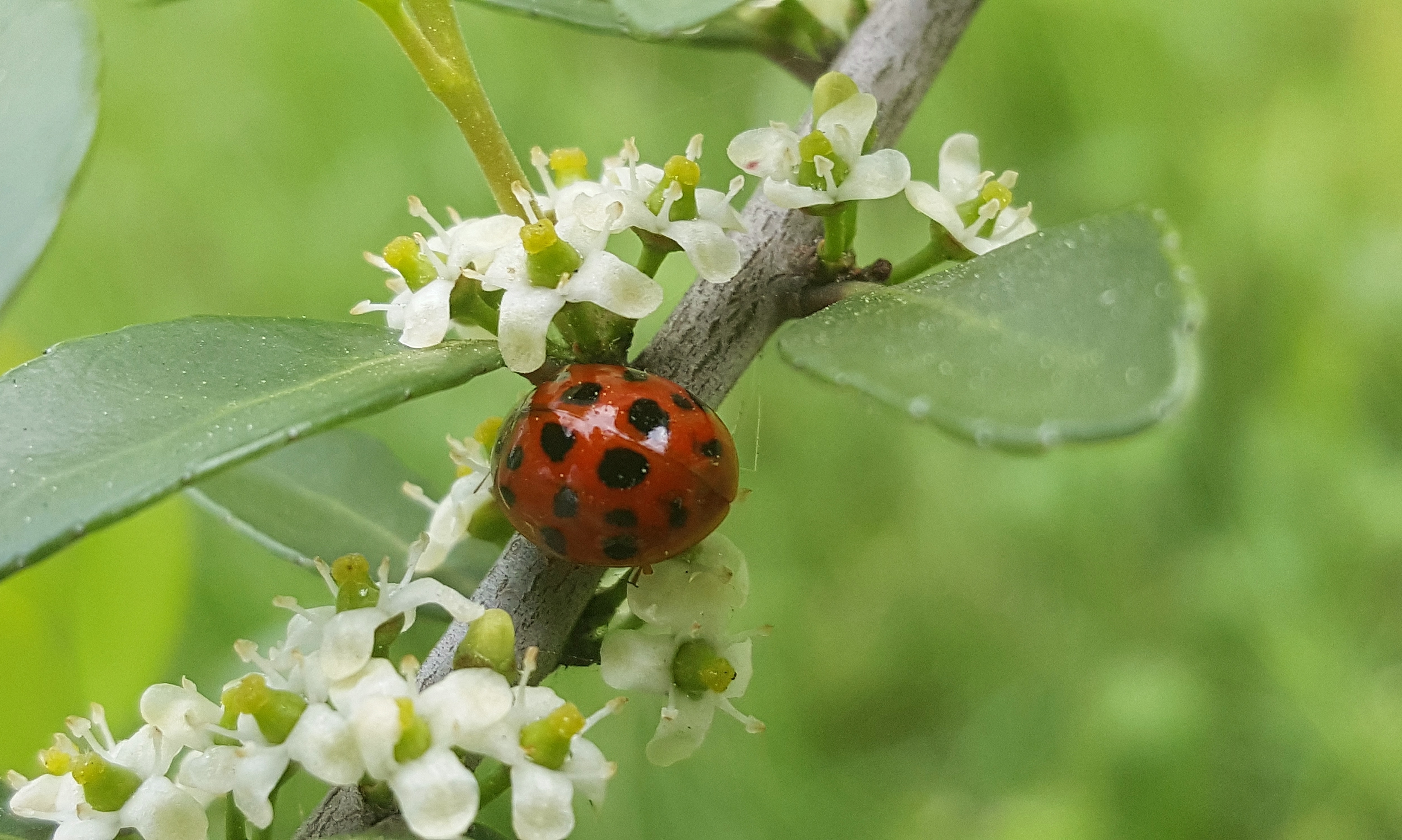 spotted red ladybug