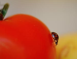 red and black ladybug thumbnail
