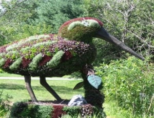 red green and white mallard duck topiary thumbnail