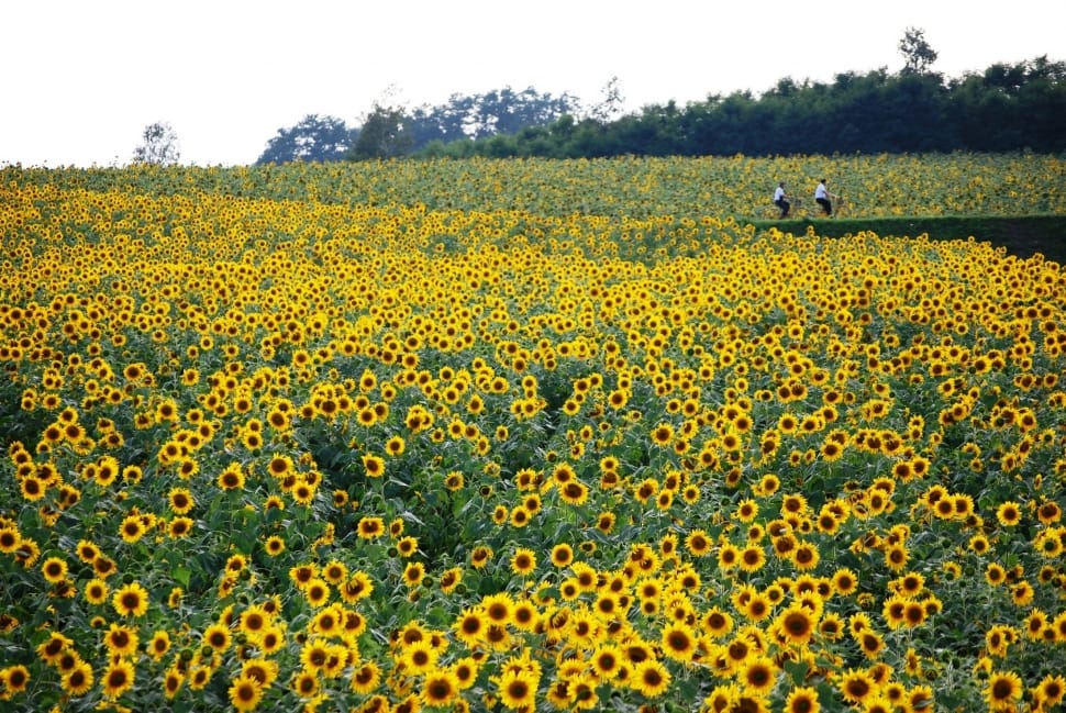 sunflower lot preview