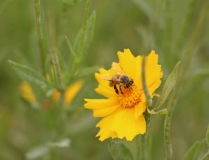 yellow flower and brown bee thumbnail