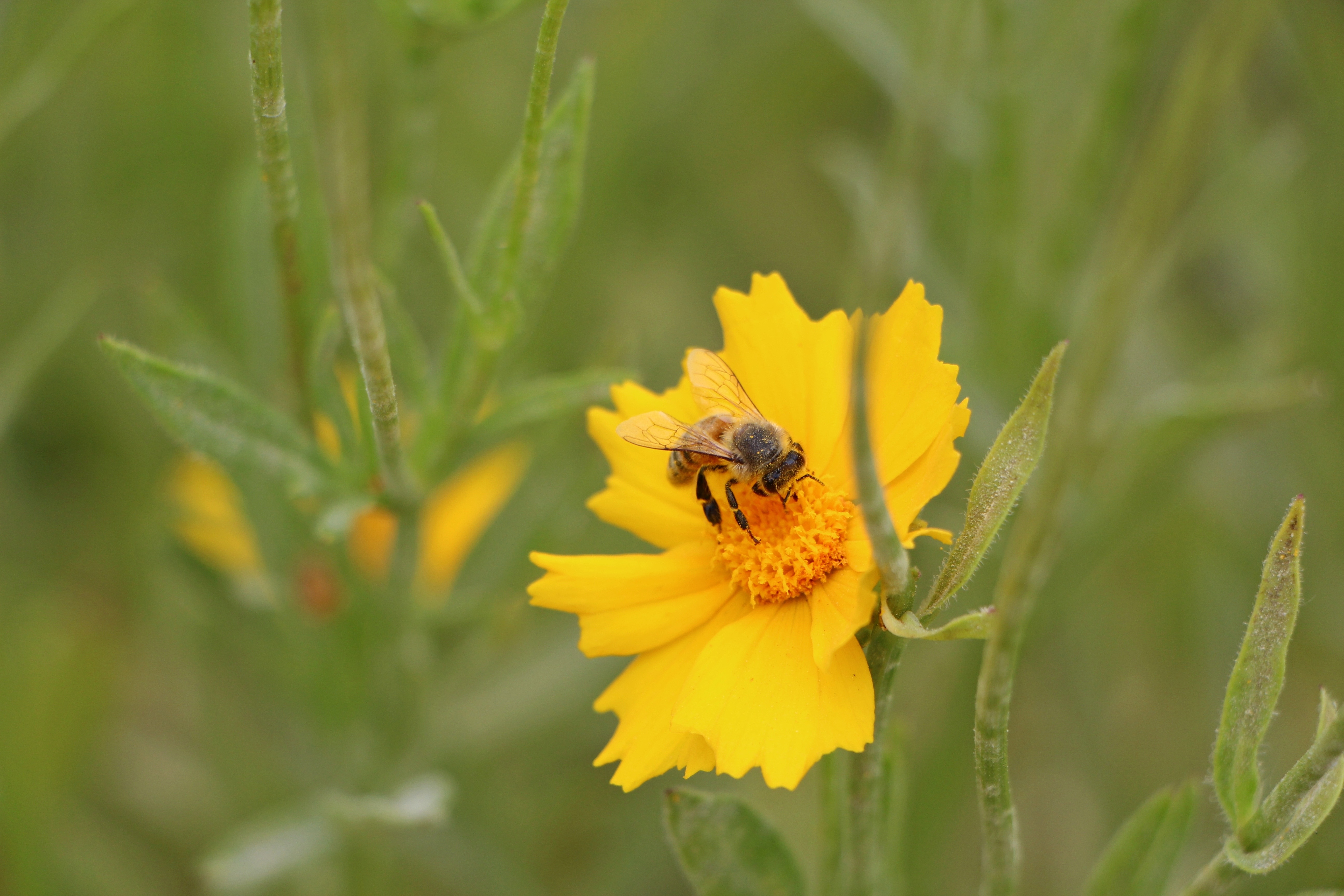yellow flower and brown bee