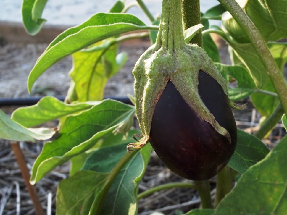 eggplant plant preview