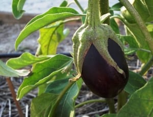 eggplant plant thumbnail