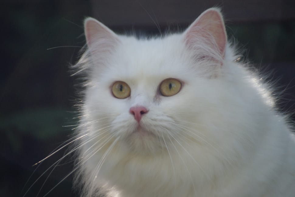 white persian cat preview