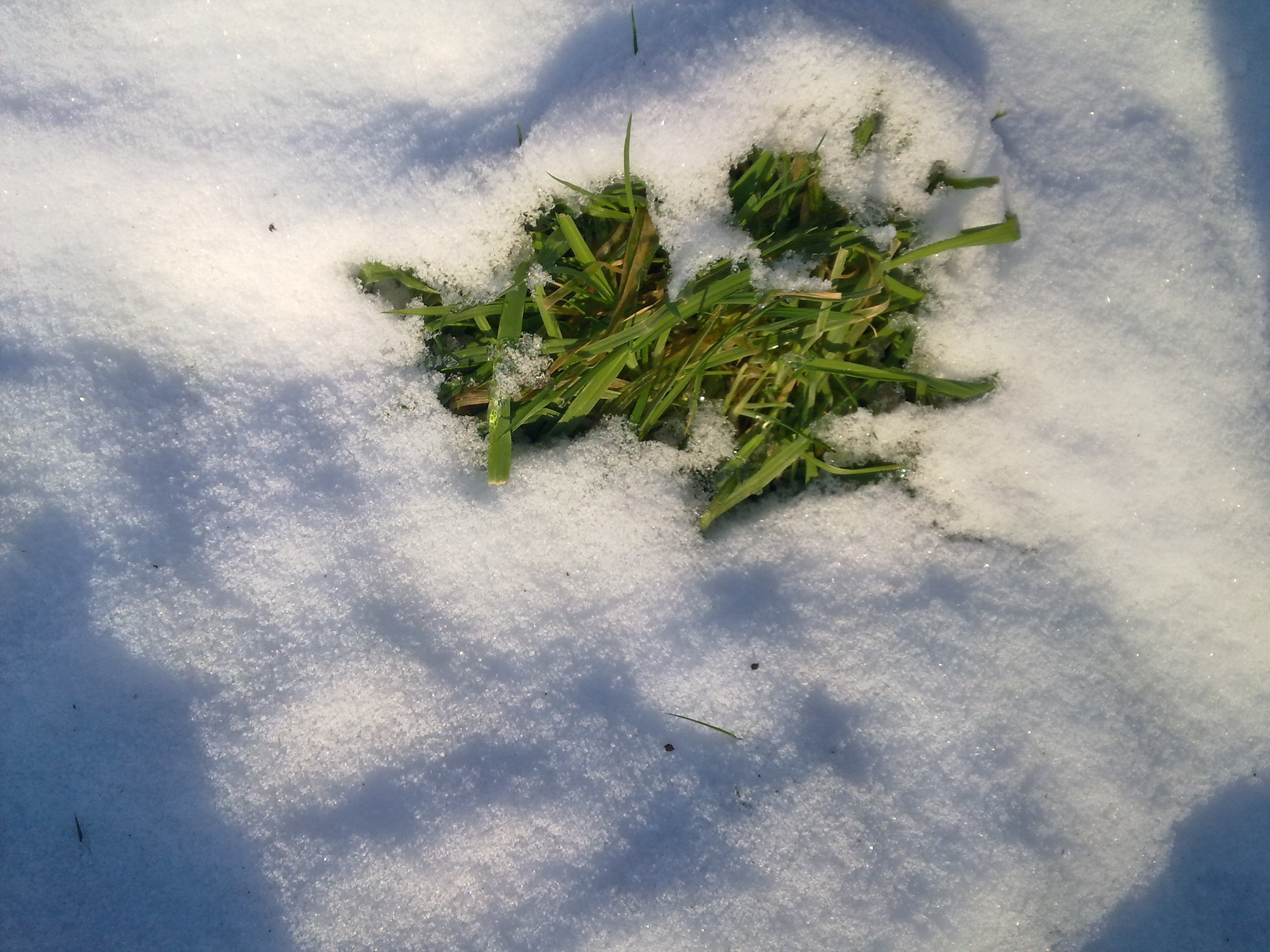 Сухой снег бывает. Травинка под снегом. Зимняя трава. Растения под снегом. Трава зимой.