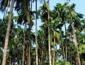 coconut trees thumbnail