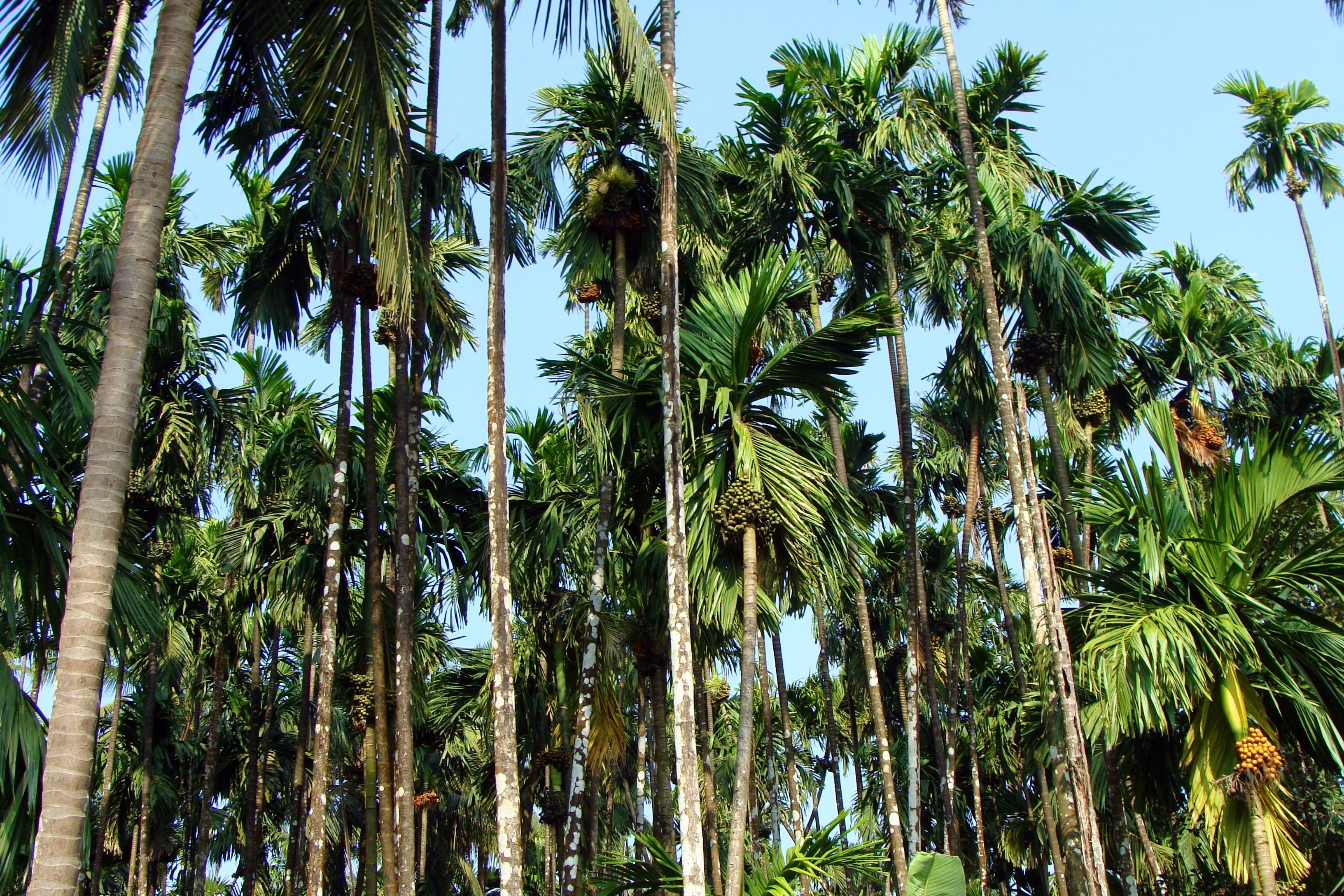 coconut trees