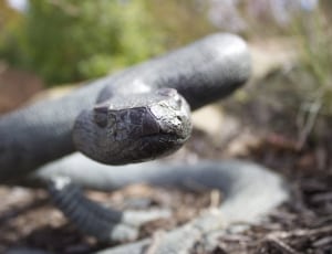 shallow focus photograph of gray scaled rattle snake thumbnail