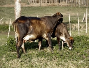 2 black and brown cow thumbnail
