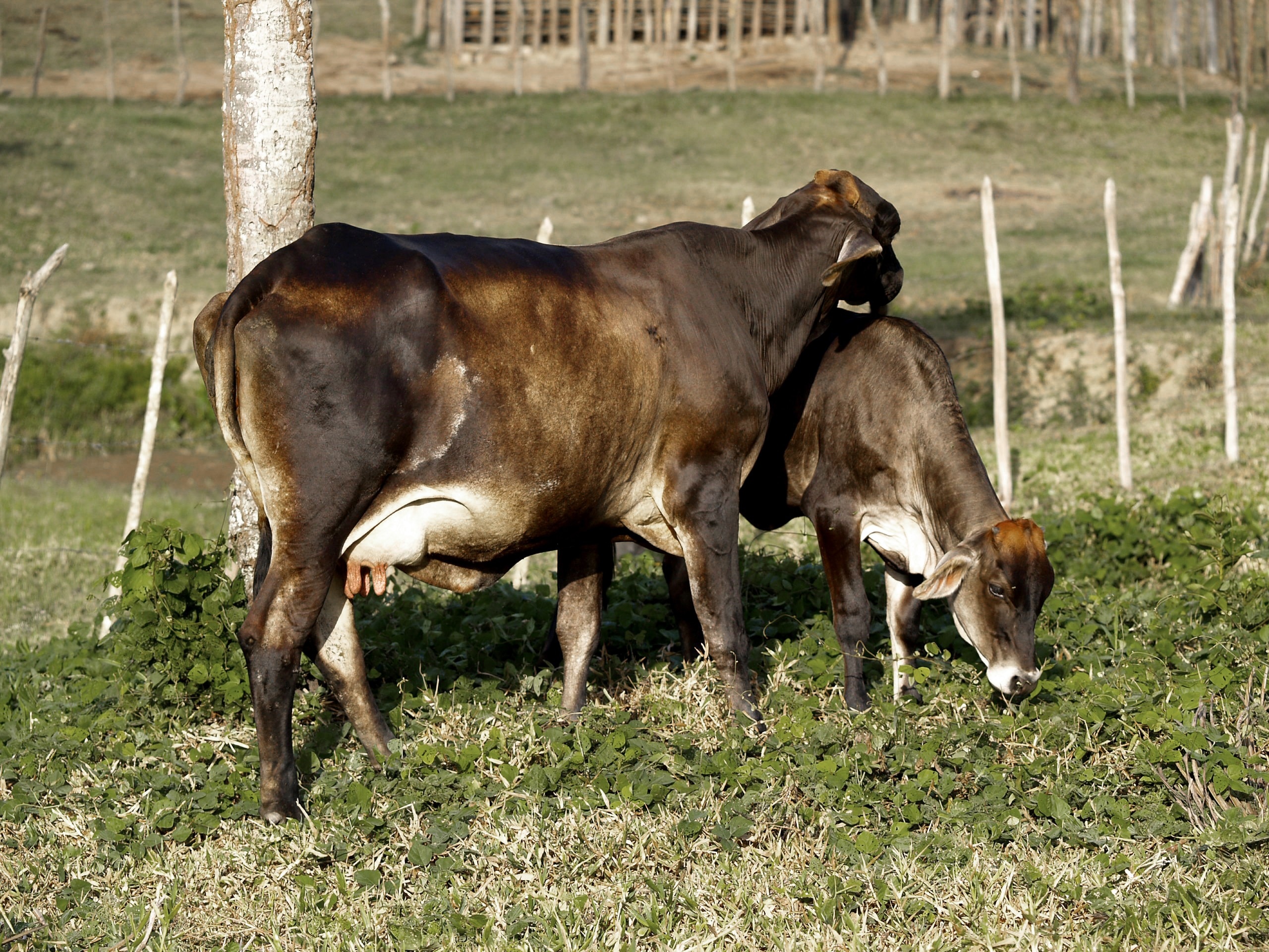 2 black and brown cow