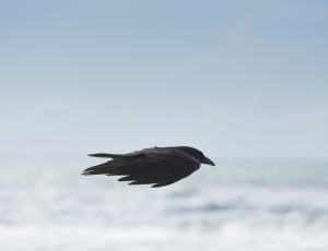 close up photo of a flying crow thumbnail