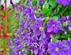 purple clematis thumbnail