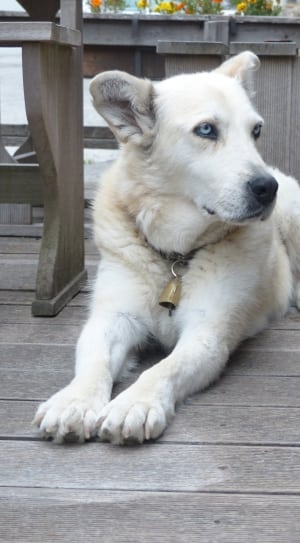 white long coat dog thumbnail
