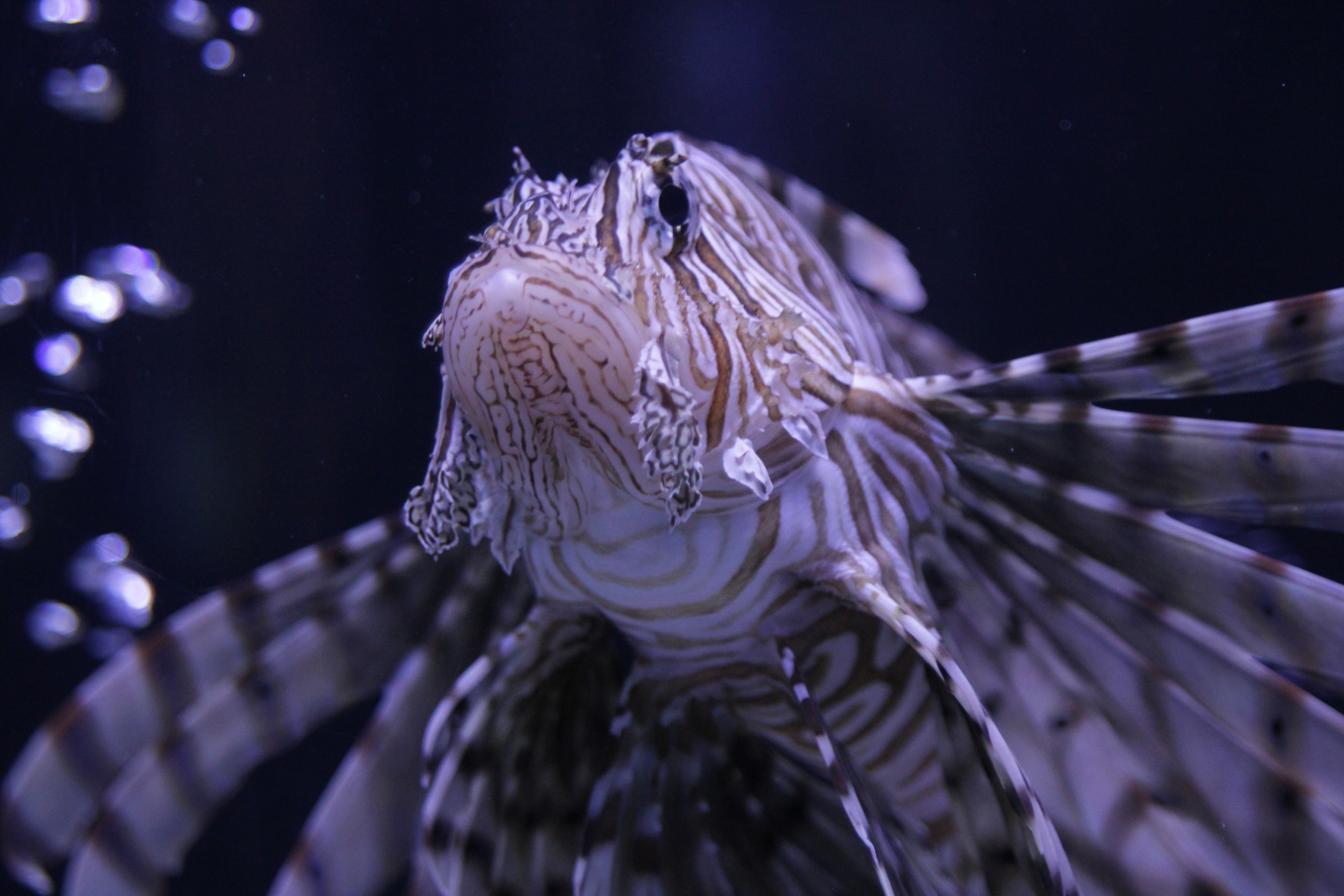 white and gray lionfish