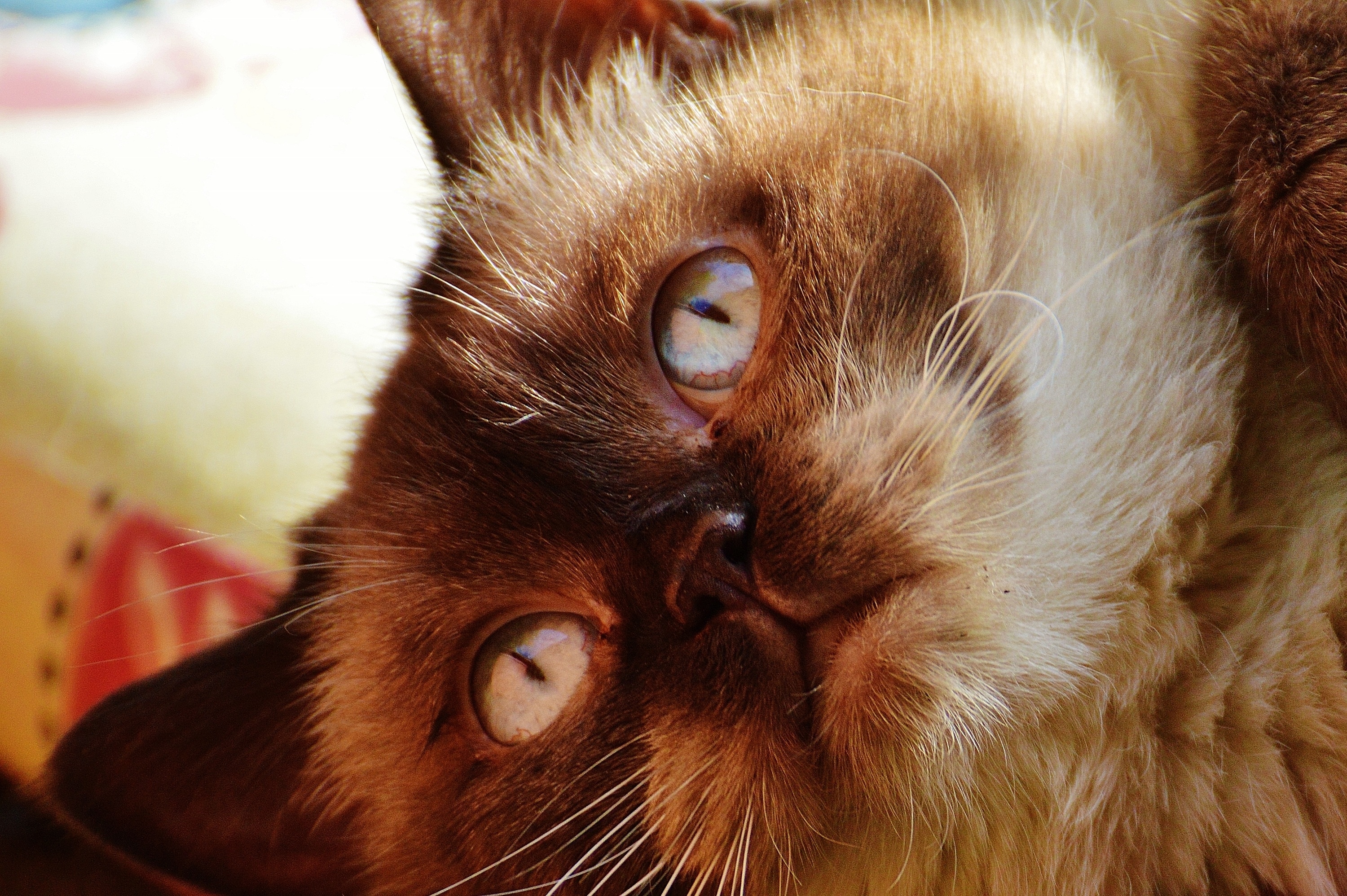 brown persian cat