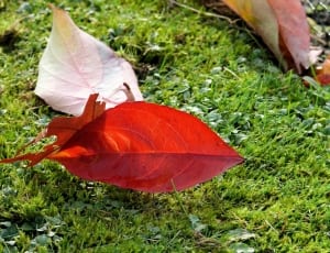 red leaves on green grass field thumbnail