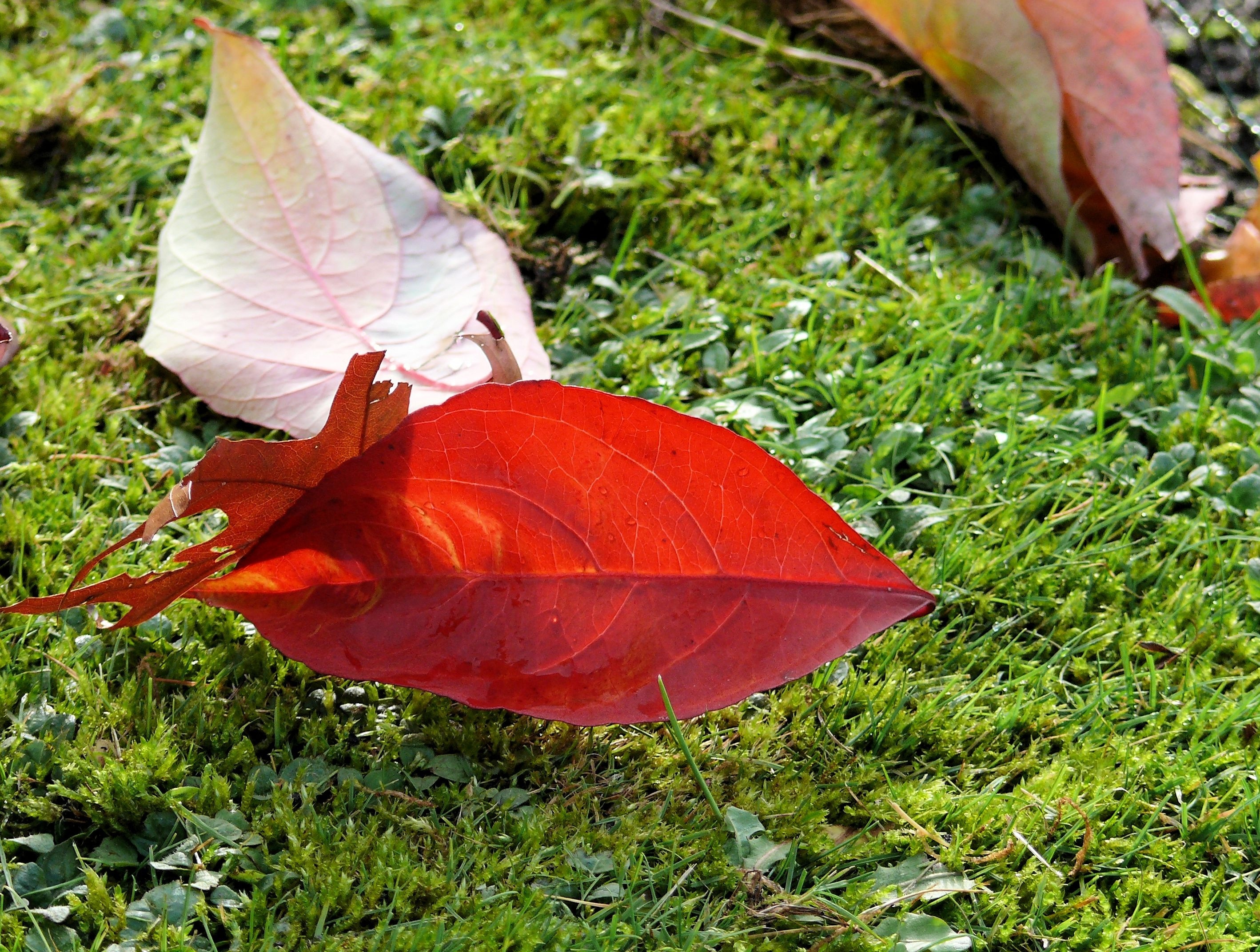 red leaves on green grass field
