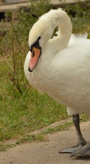 white swan walking beside green grasses thumbnail