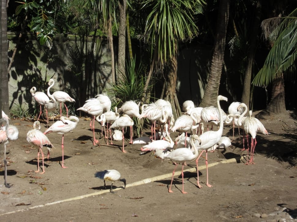 pack of flamingos preview