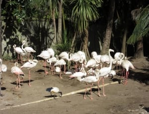 pack of flamingos thumbnail