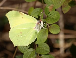 green butterfly on green leaf plant thumbnail