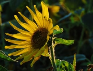 yellow sungflower thumbnail