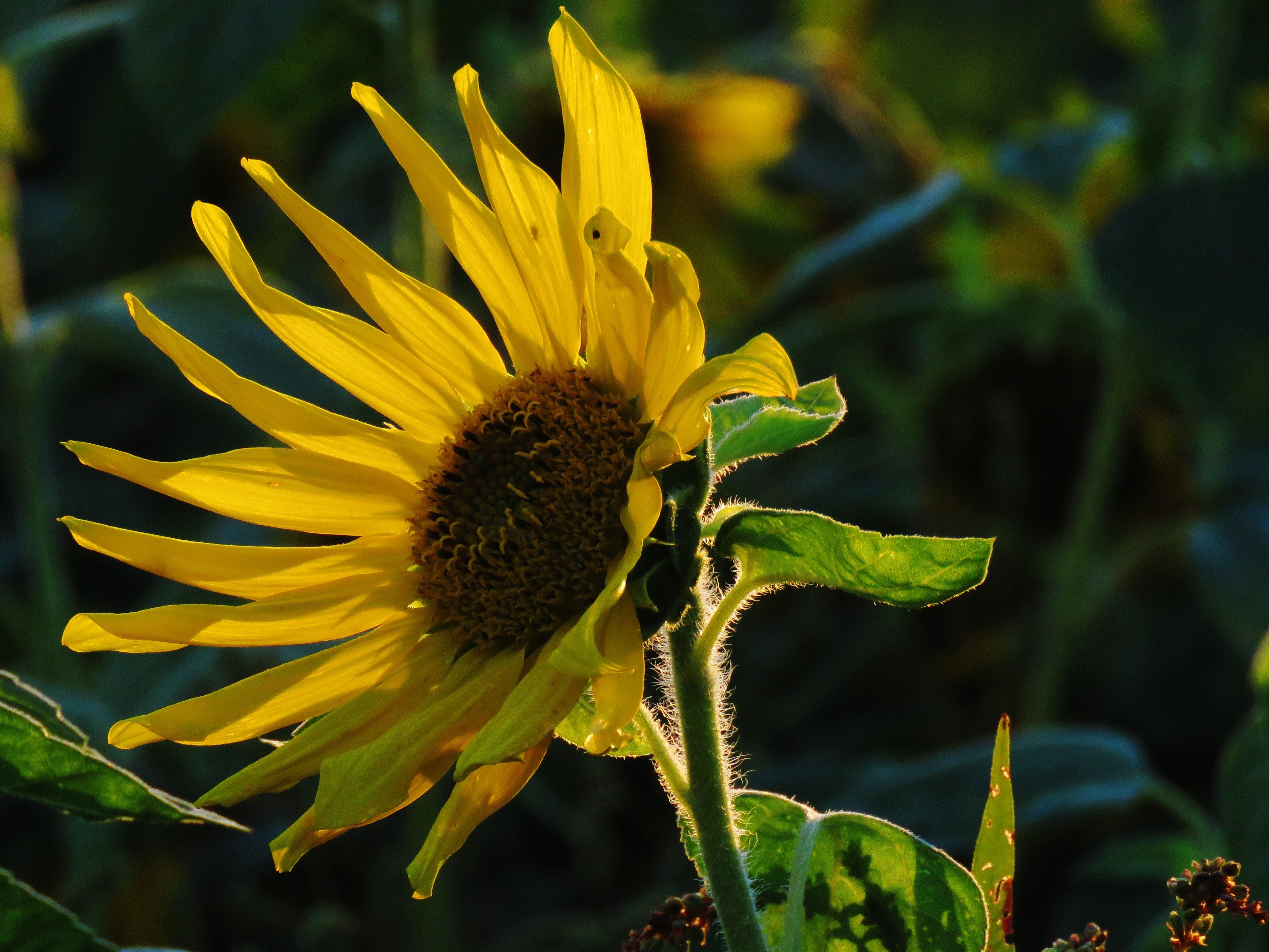 yellow sungflower