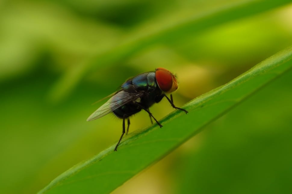 common house fly preview