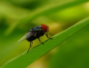 common house fly thumbnail