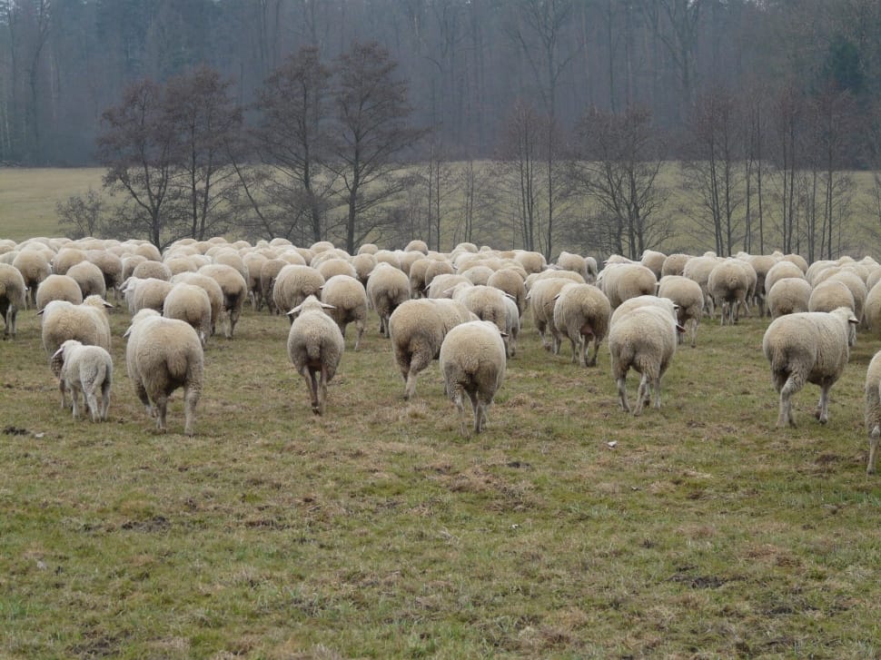 white sheeps preview