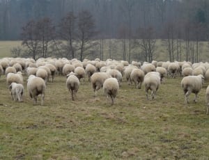 white sheeps thumbnail