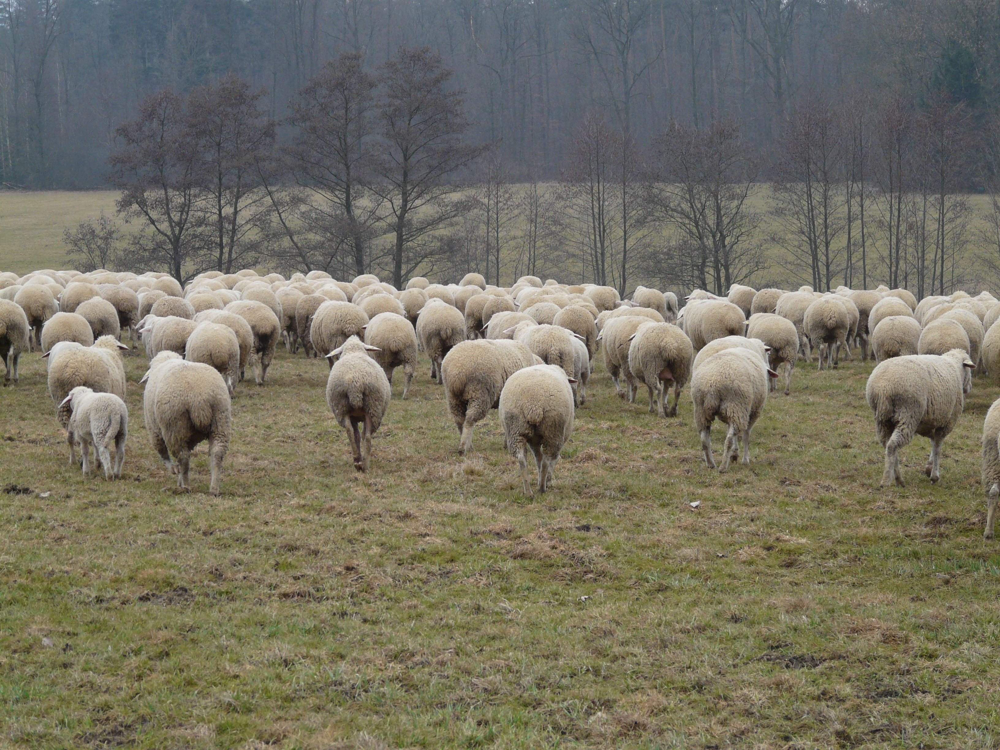 white sheeps