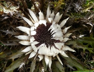 white and black petaled flower thumbnail