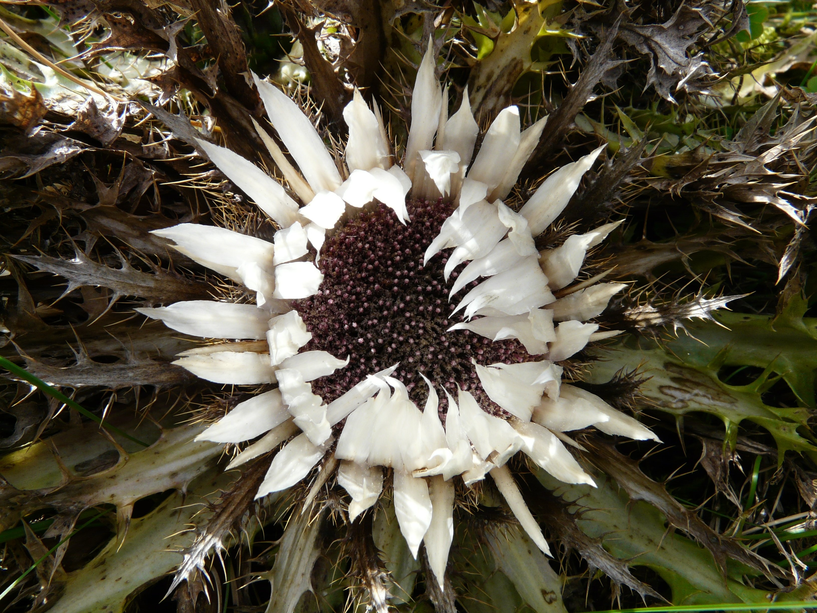 white and black petaled flower