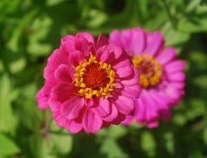 pink cluster petal flower thumbnail