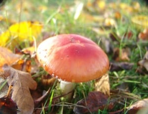 brown round shaped mushroom thumbnail