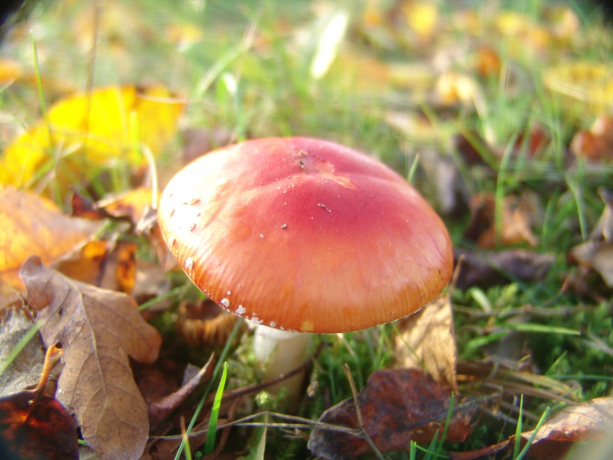 brown round shaped mushroom