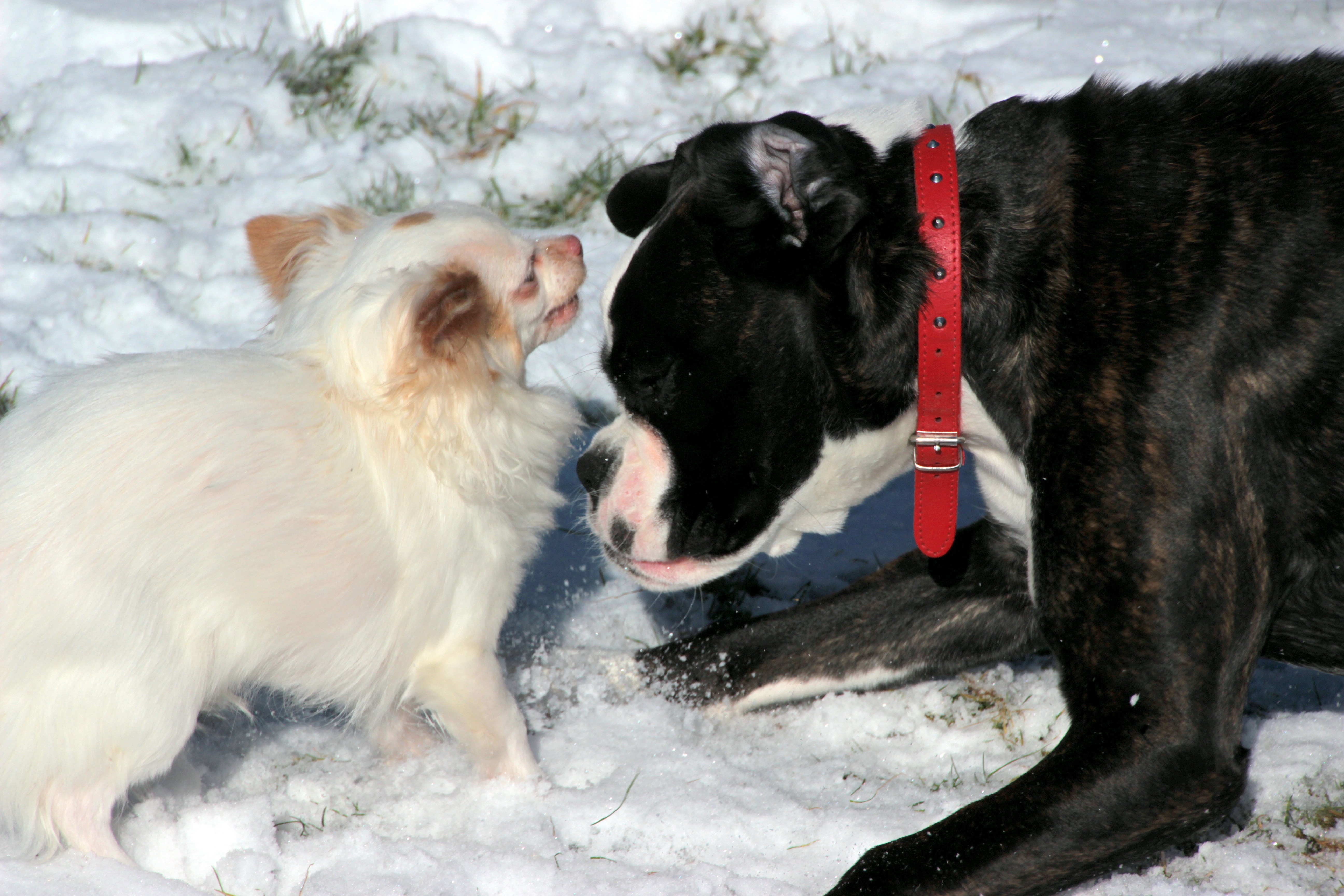 black and white boxer and wirehaired chihuahua