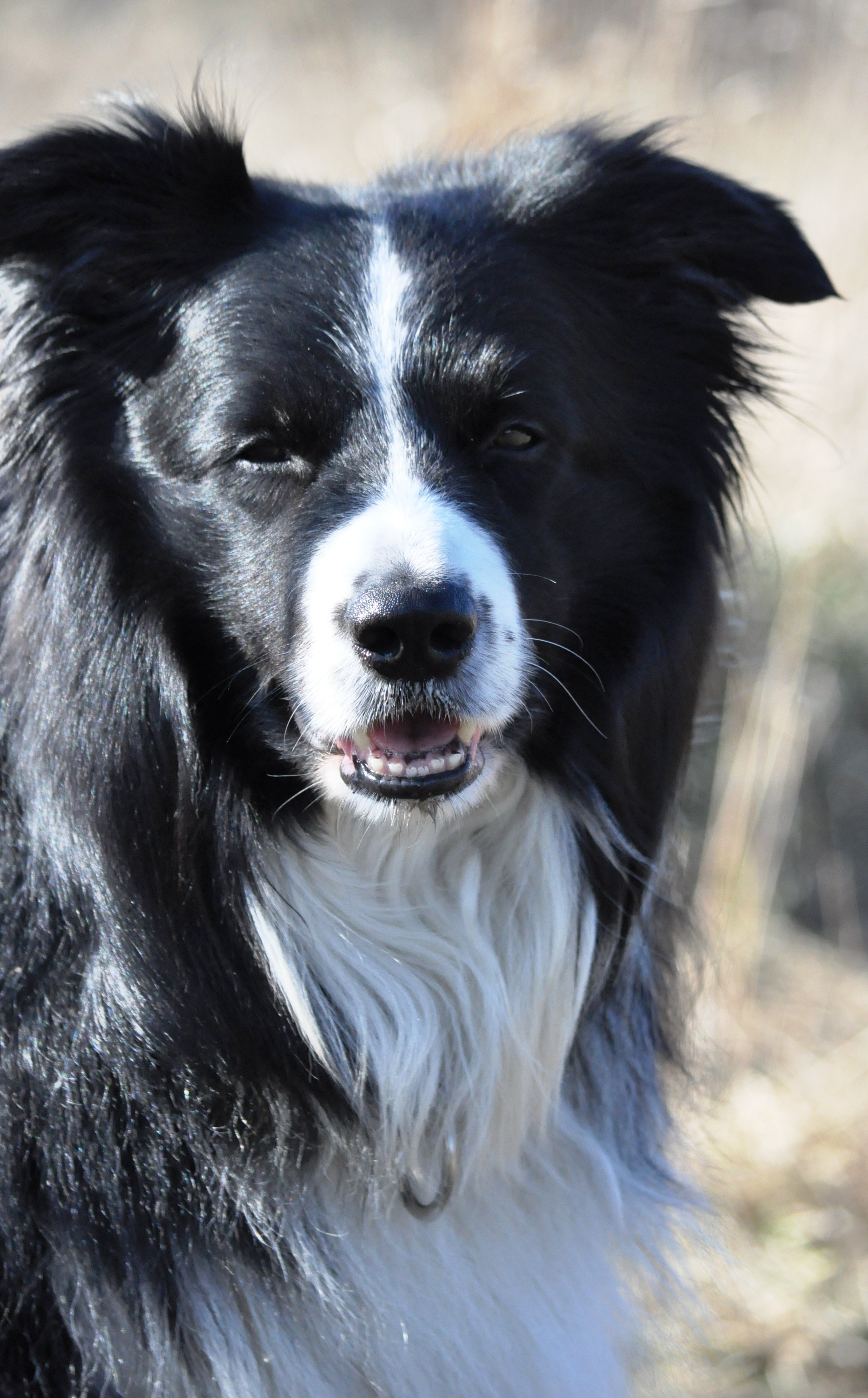 black and white long coated dog