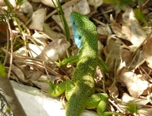 green lizard thumbnail