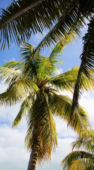 coconut tree thumbnail