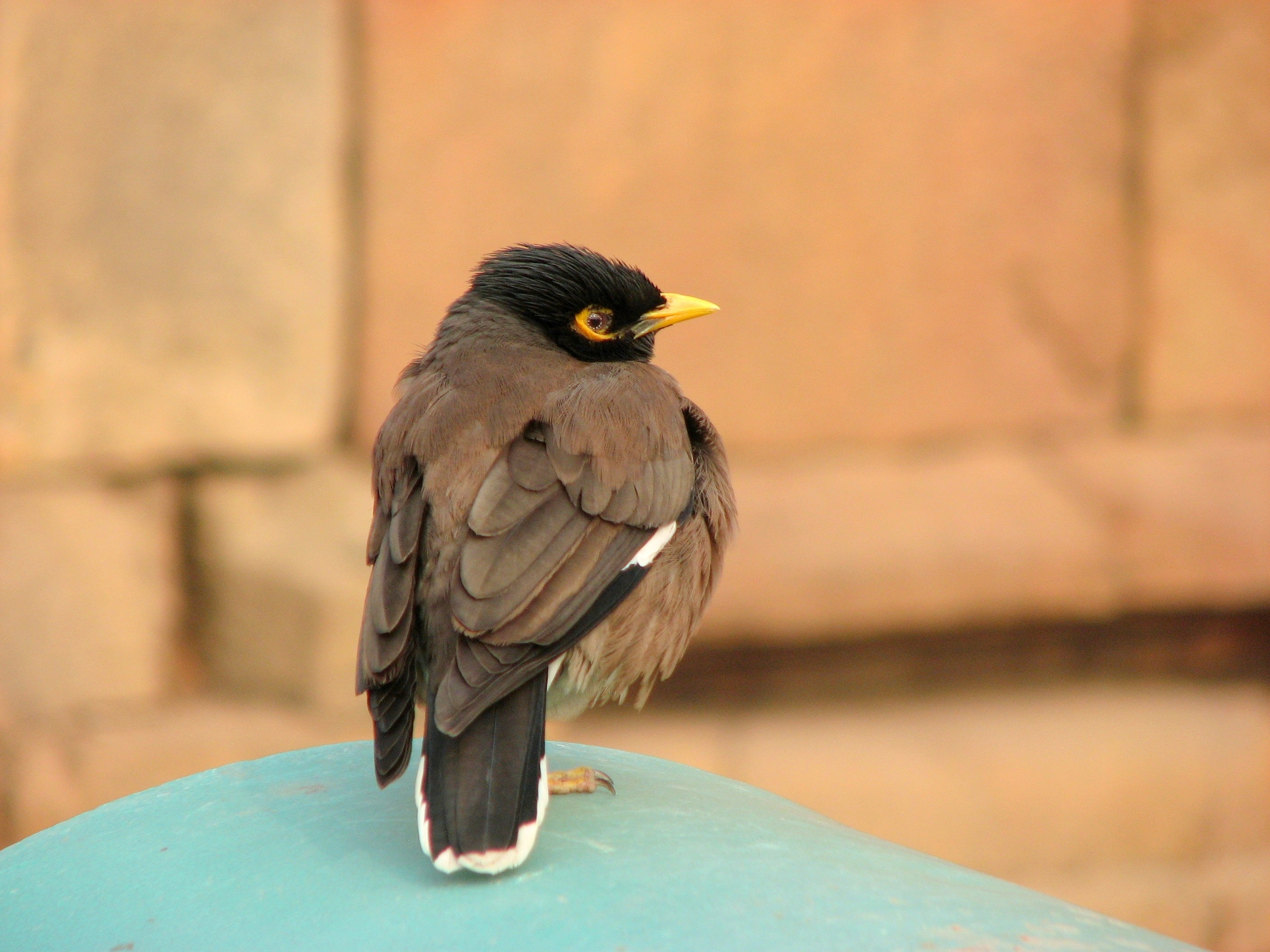brown and black robin