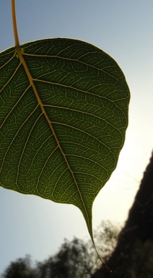 green oval leaf thumbnail