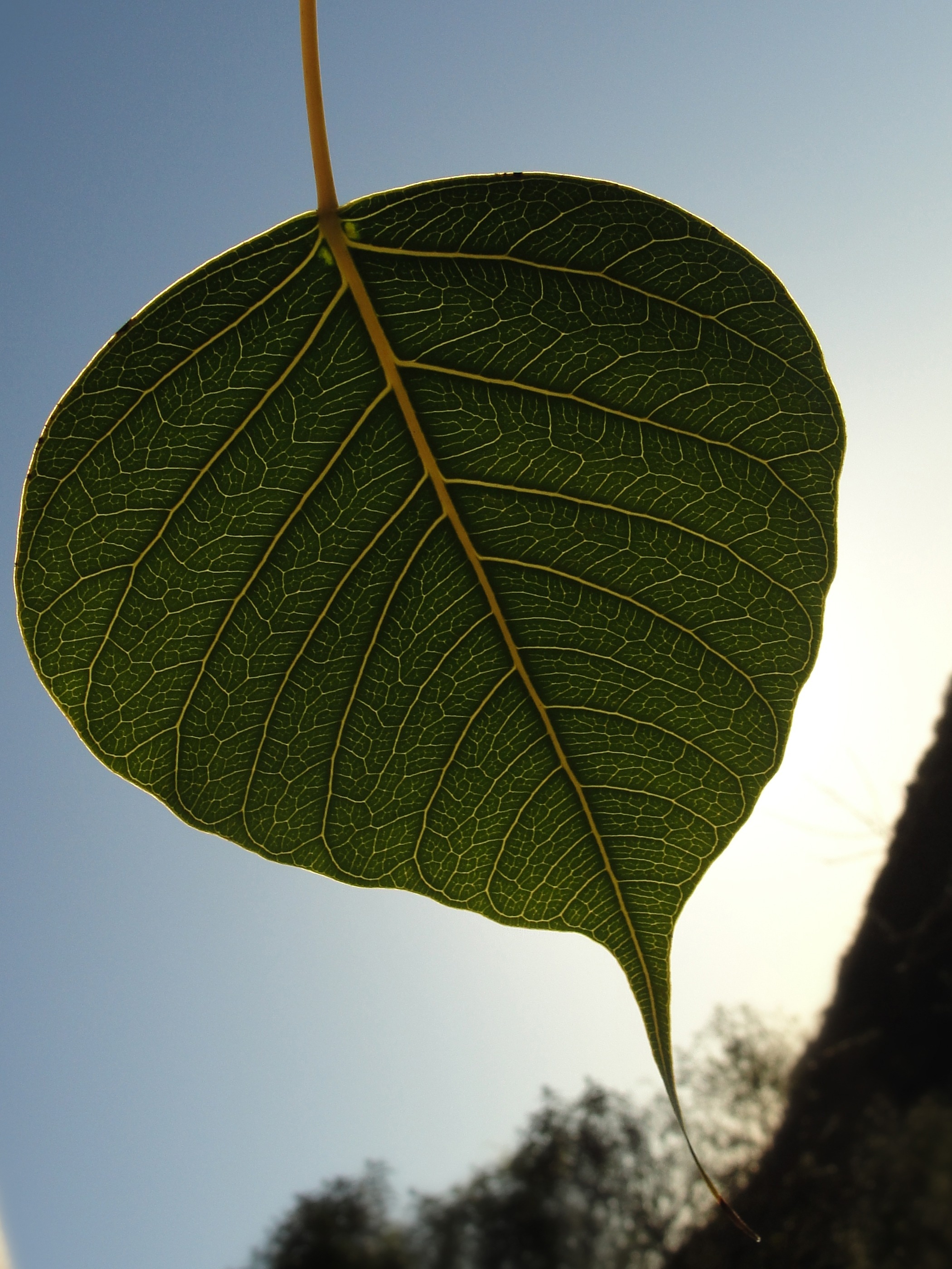 green oval leaf