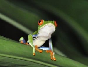 green and white jumping frog thumbnail