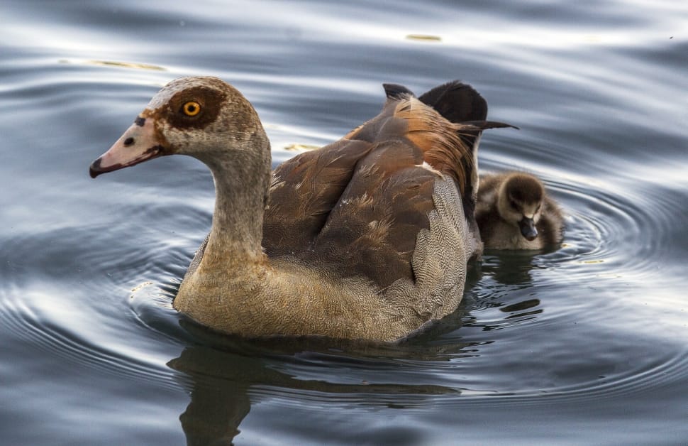brown and gray duck and duckling preview